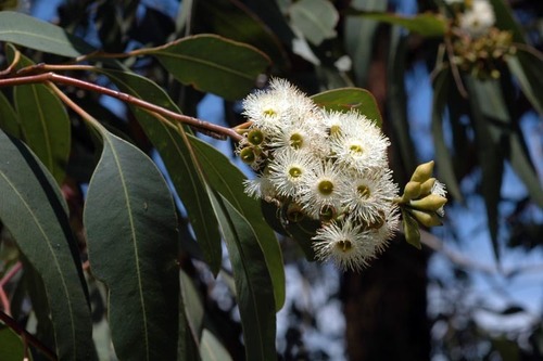 Northern Grey Ironbark (Eucalyptus ancophila)