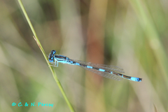 Coenagrion caerulescens