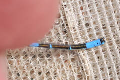 Coenagrion caerulescens