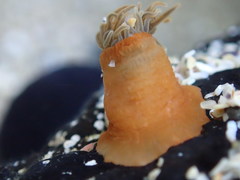 Actinia australiensis