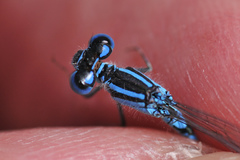 Coenagrion caerulescens