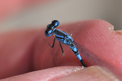 Coenagrion caerulescens