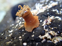Actinia australiensis