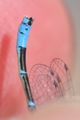 Coenagrion caerulescens