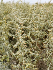 Artemisia maritima