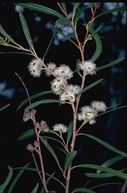 Eucalyptus approximans