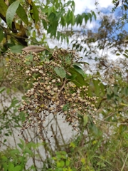 Critoniinae