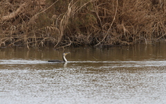 Phalacrocorax carbo maroccanus