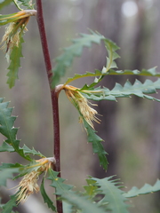 Banksia serra