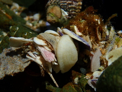 Diopatra dentata