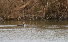 Phalacrocorax carbo maroccanus