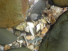 Diopatra dentata