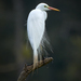 Intermediate Egret - Photo (c) Greg West, some rights reserved (CC BY-NC), uploaded by Greg West