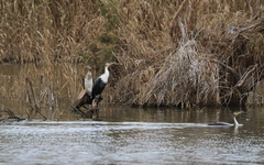Phalacrocorax carbo maroccanus
