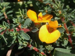 Pultenaea maritima