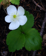 Anemonastrum deltoideum