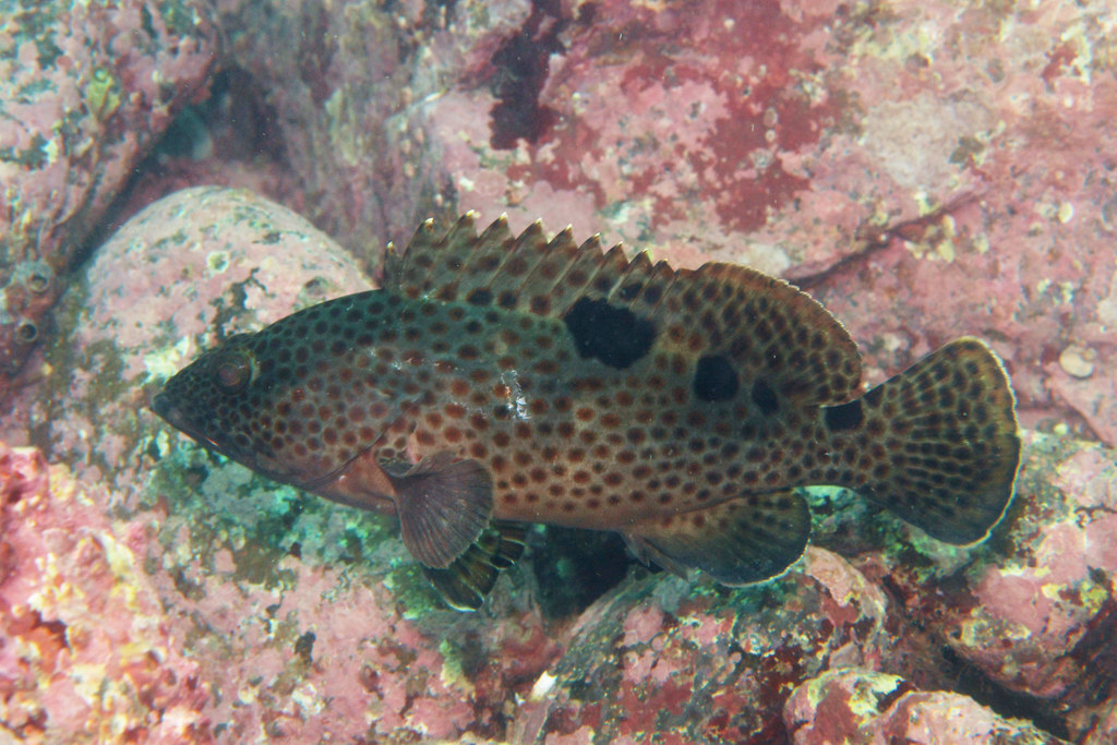 Threespot grouper (Epinephelus trimaculatus) — Serranidae