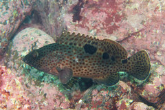 Epinephelus trimaculatus
