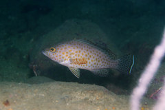 Areolate Grouper photo 4