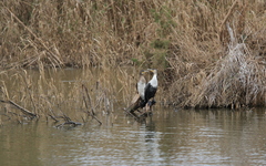 Phalacrocorax carbo maroccanus