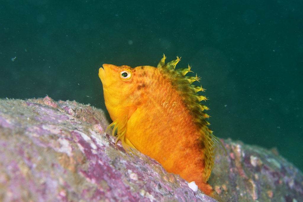 Golden Hawkfish