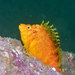 Golden Hawkfish - Photo (c) Gomen See, some rights reserved (CC BY-NC), uploaded by Gomen See