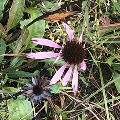 Echinacea laevigata