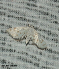 Parapoynx stagnalis