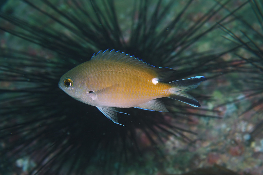 Smoky Chromis