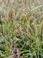 Carex capillaris