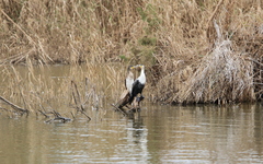 Phalacrocorax carbo maroccanus