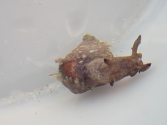 Aplysia concava