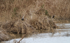 Phalacrocorax carbo maroccanus