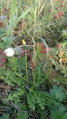 Taraxacum acricorne