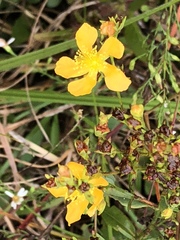 Hypericum virgatum