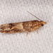Cotton Tipworm Moth - Photo (c) Victor W Fazio III, some rights reserved (CC BY-NC), uploaded by Victor W Fazio III