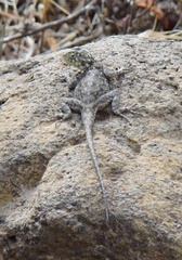 Agama dodomae