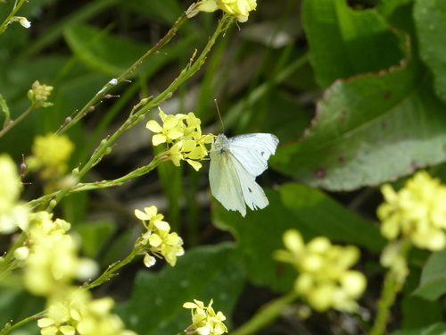 Small White