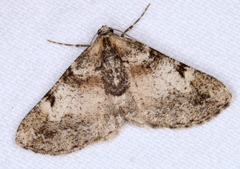 Syneora adelphodes