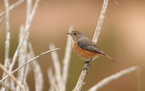 Moussier's Redstart, photo 6 of 7