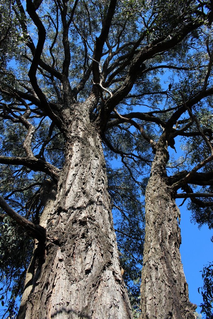 Beyer's Ironbark