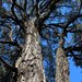 Eucalyptus beyeriana - Photo (c) Poyt448, Peter Woodard,  זכויות יוצרים חלקיות (CC BY-SA)
