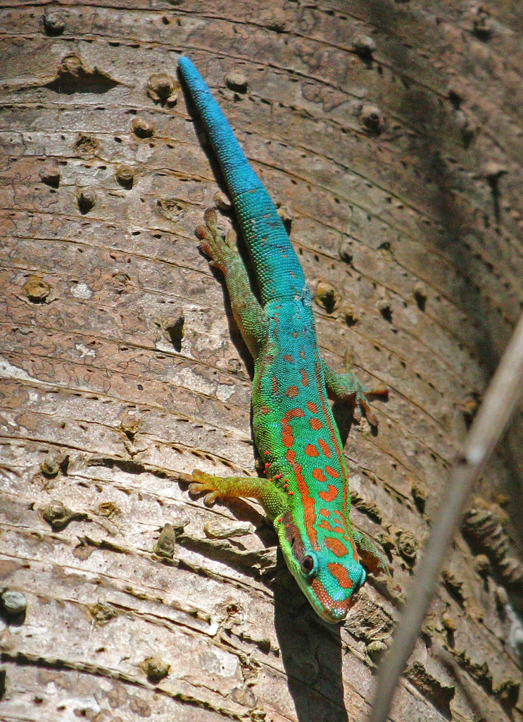 Connected strong Build on Bluetail Day Gecko (Geckos of the world by Parker Taix) · iNaturalist