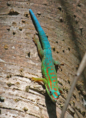 Bluetail Day Gecko photo 1