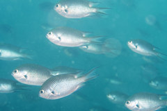 Chromis notata