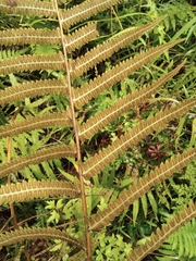 Christella acuminata