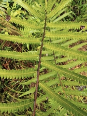 Christella acuminata