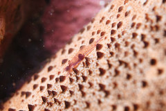 Zenopontonia soror