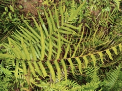 Christella acuminata