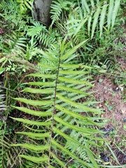 Christella acuminata